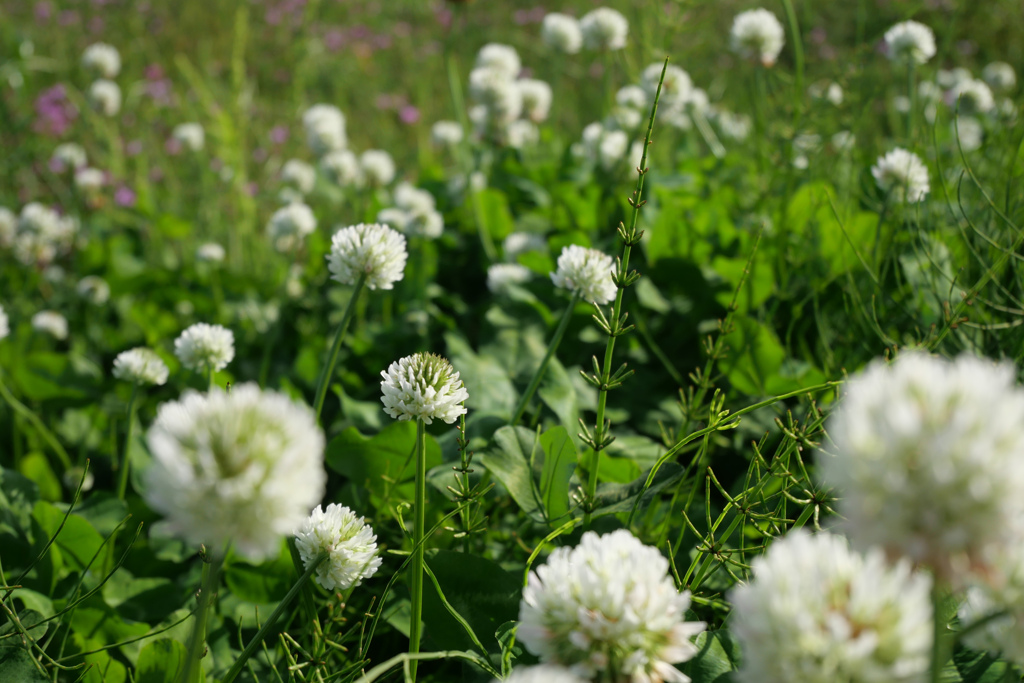 シロツメクサの花が咲いたら