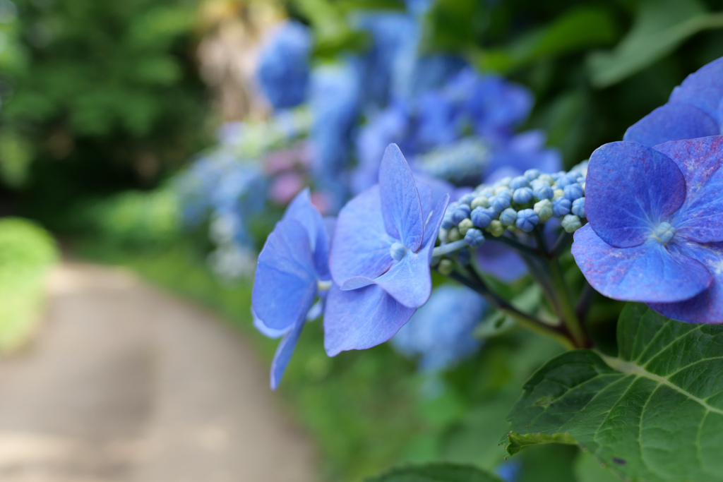紫陽花の季節