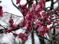百草園　#7