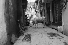Bundi #2