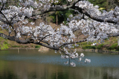 春 #3