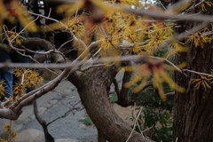 百草園　#4