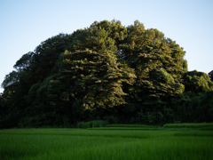 夏の色#2