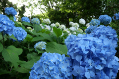 紫陽花の季節
