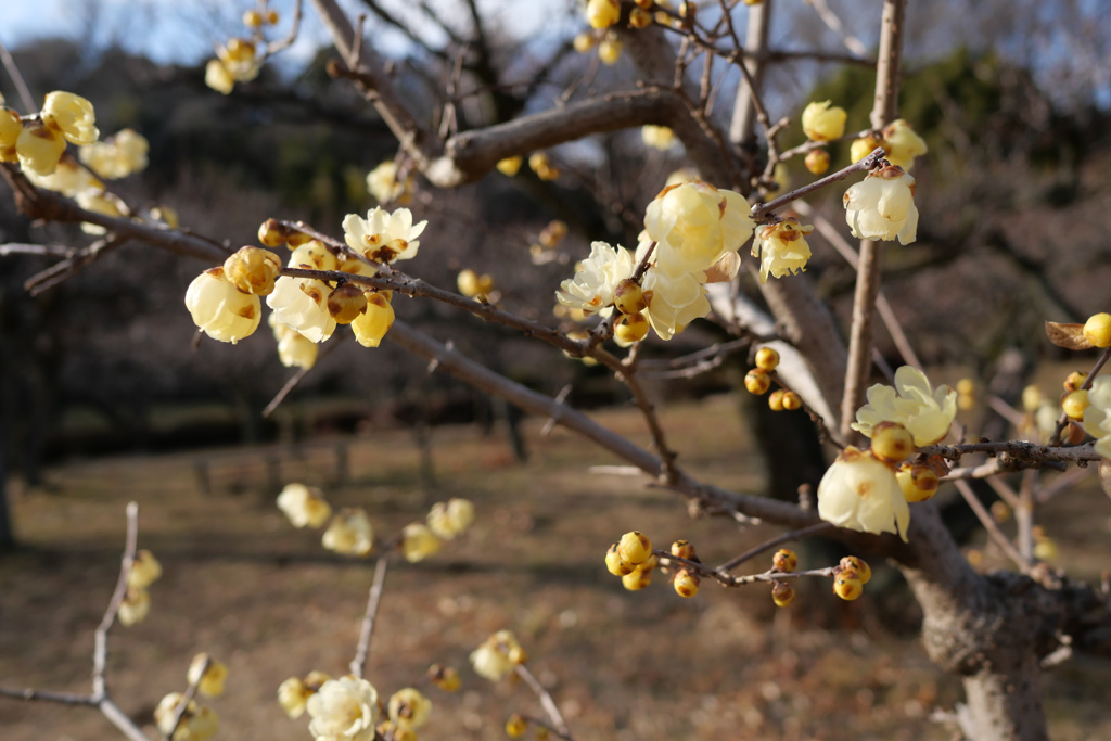 町田薬師池公園#3
