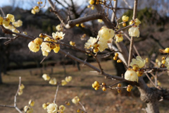 町田薬師池公園#3
