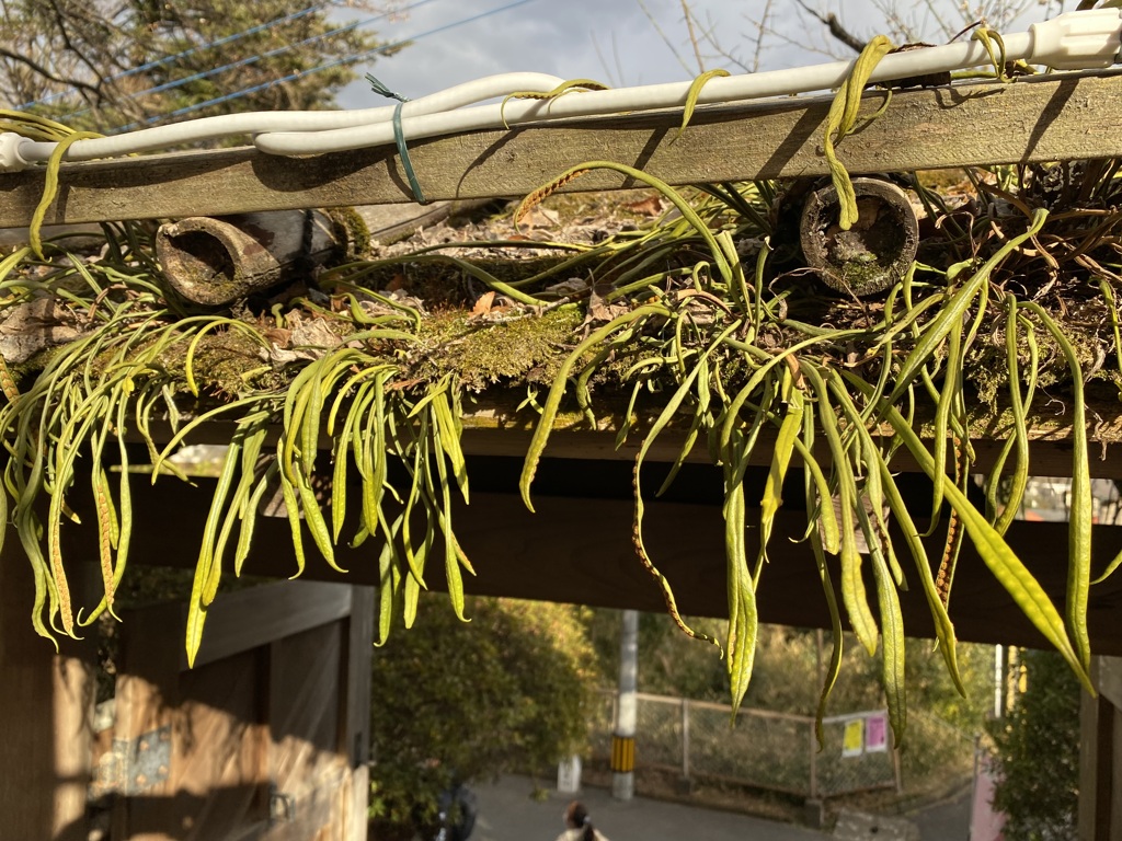 百草園　#7