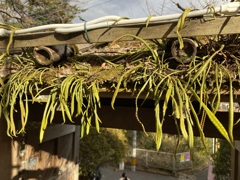 百草園　#7