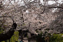桜 #1
