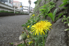 古いコンデジ　フイルムカメラ風に設定してみた ＃2