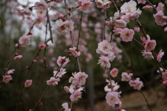 梅 #5