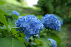 紫陽花の季節