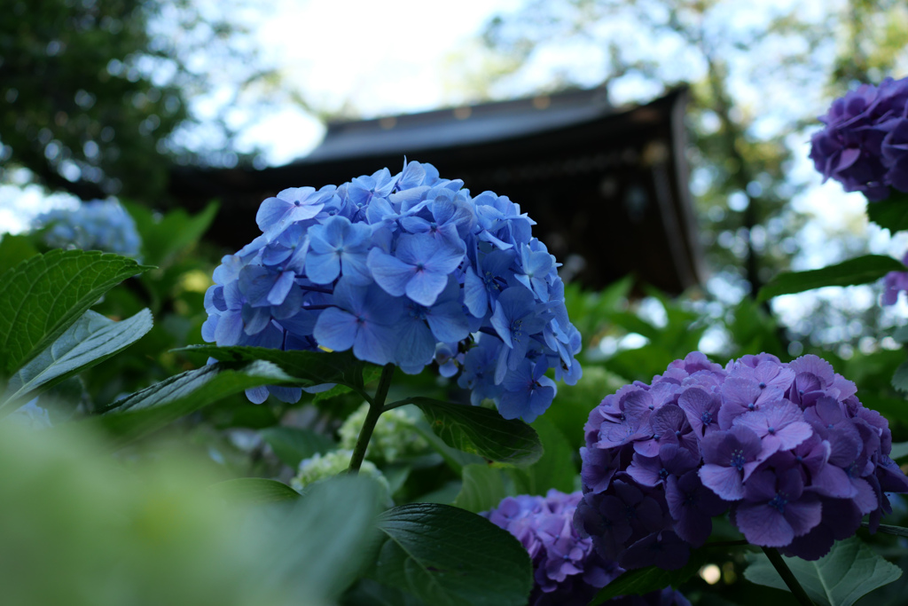 あじさい寺（川崎の方の）その4