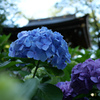 あじさい寺（川崎の方の）その4