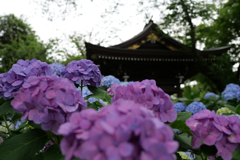 あじさい寺（川崎の方の）その2