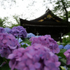 あじさい寺（川崎の方の）その2