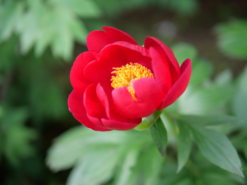 牡丹と芍薬の違いについて#1