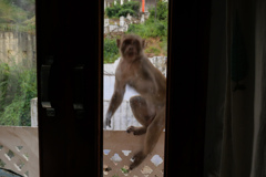 宿のバルコニーに！襲いかかる野良猿の恐怖