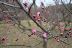 町田薬師池公園 #11