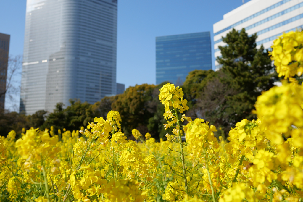 菜の花