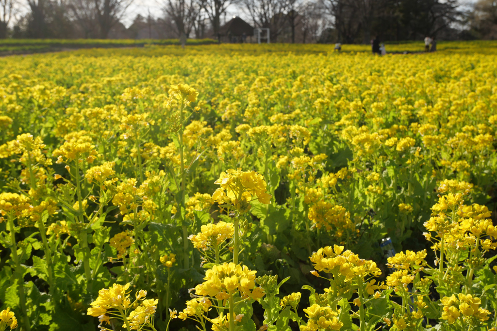 菜の花畑