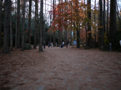 冬の散歩道#6
