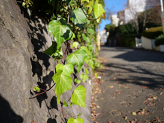 冬の草木#2