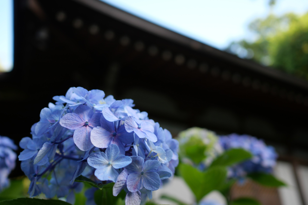 あじさい寺（川崎の方の）その8