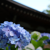 あじさい寺（川崎の方の）その8