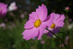 秋桜 #3