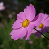 秋桜 #3