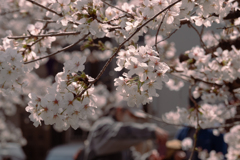 桜 #2