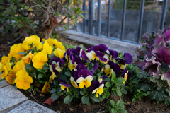 パンジーってスミレ科らしいね