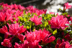 サイクリングロード脇