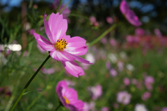 秋桜 #5