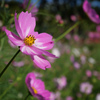 秋桜 #5