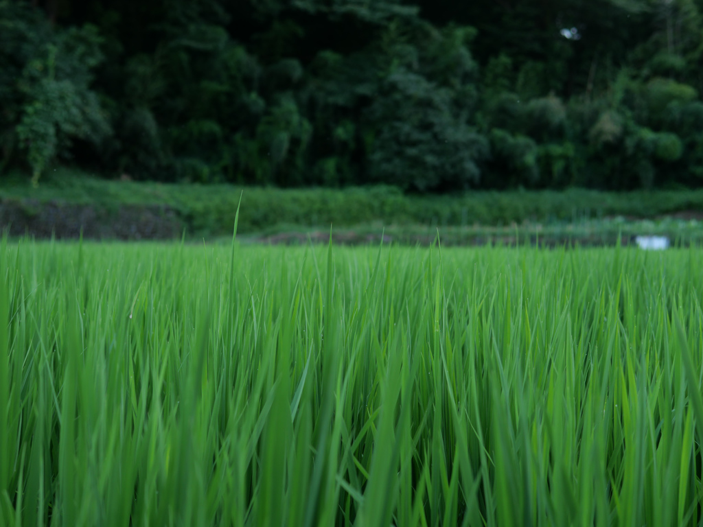 夏の色#3