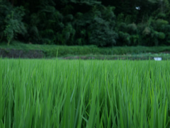 夏の色#3
