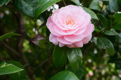 花の名前がわからない