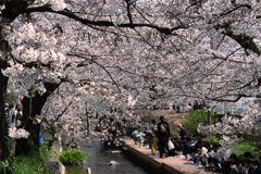 桜 #3