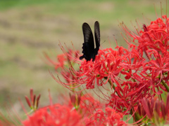 彼岸花 #3