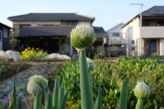 ねぎぼうず