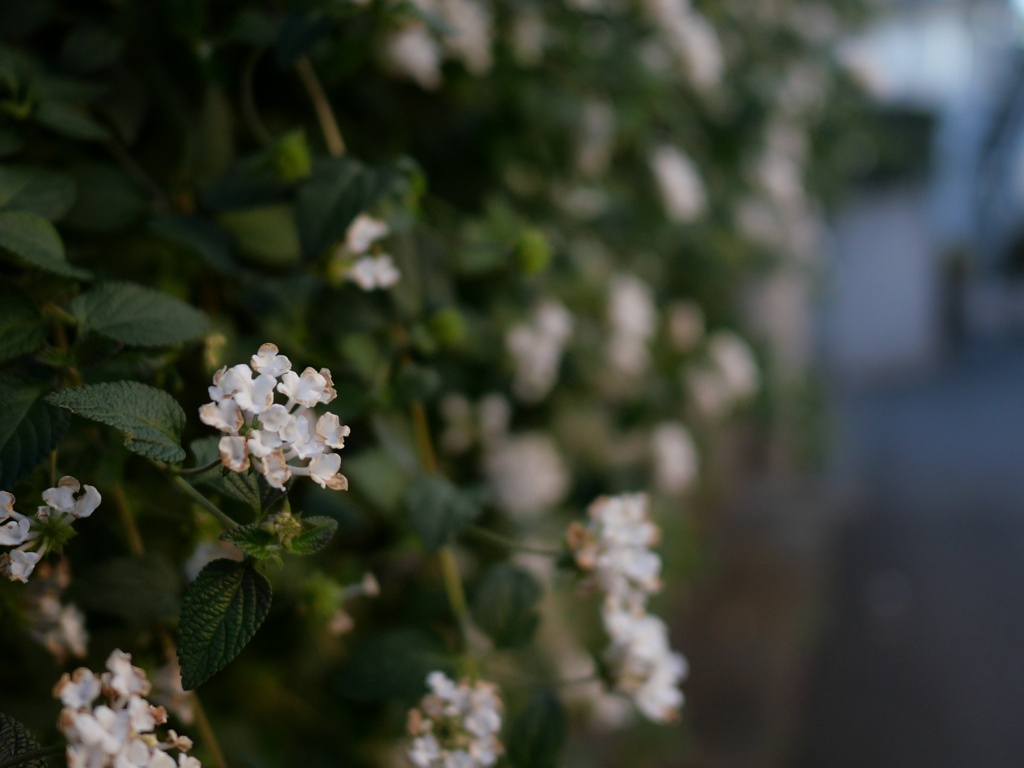 冬の草木#4