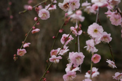 梅 #2