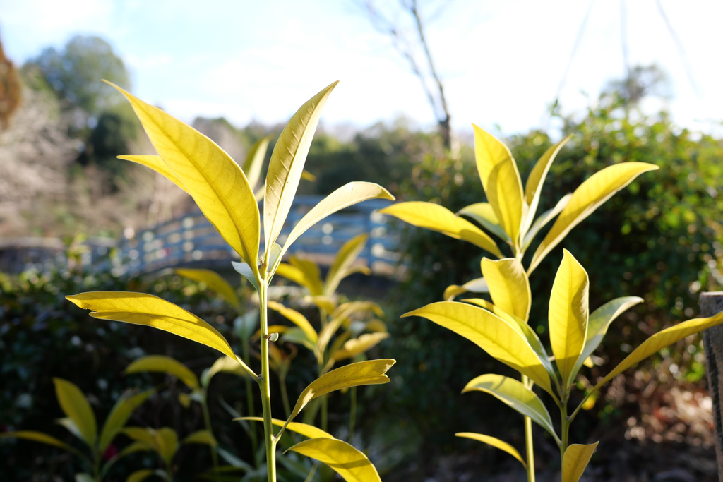 町田薬師池公園 #4