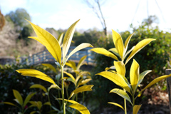 町田薬師池公園 #4