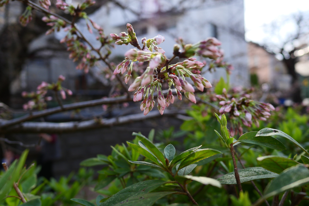 満開には程遠い