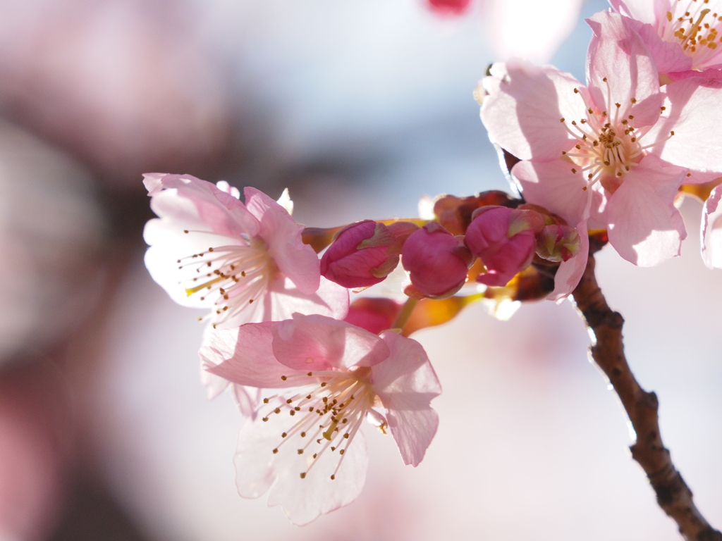 河津桜