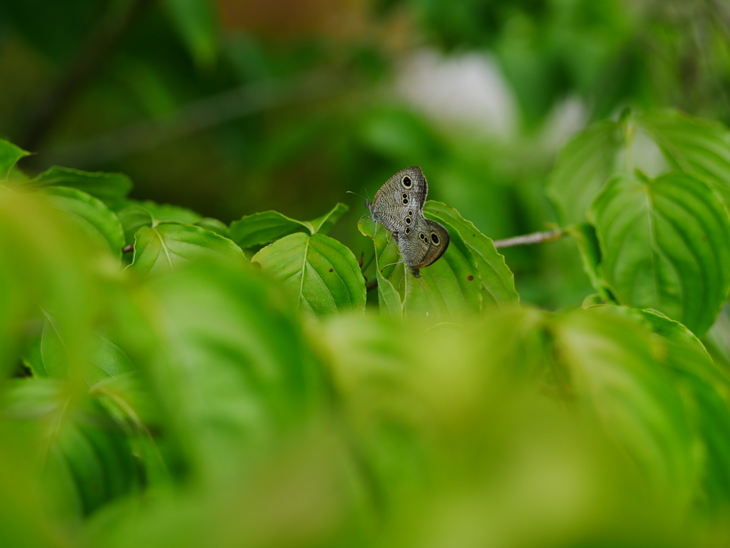 ミズキの葉の上で
