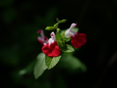 チェリーセージ